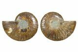 Cut & Polished, Agatized Ammonite Fossil - Madagascar #344148-1